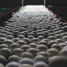 Сортировка яиц - Животноводство